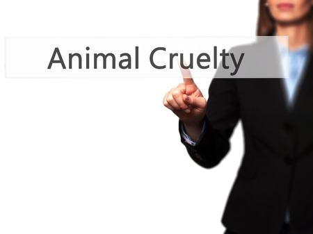 animal abuse persuasive essay